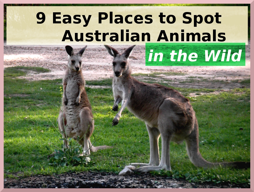 9 awesome places to see Australian wildlife