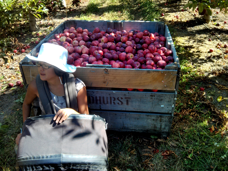 picking apples  on a working holiday