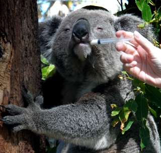 sick koala at the free Koala Hospital in Port Macquarie